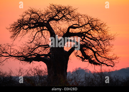 Baobab africain à l'aube, l'Adansonia digitata, le Ruaha National Park, Tanzania, Africa Banque D'Images