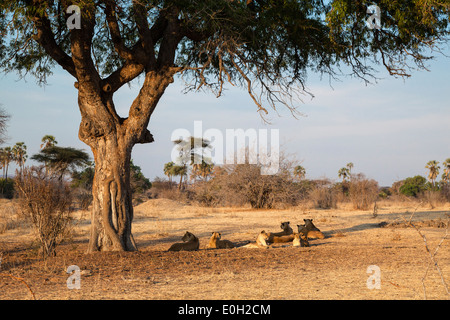 Les Lions d'Afrique, les femelles avec des petits, le repos en vertu de l'Acacia, Panthera leo, le Ruaha National Park, la Tanzanie, l'Afrique de l'Est, l'Afrique Banque D'Images