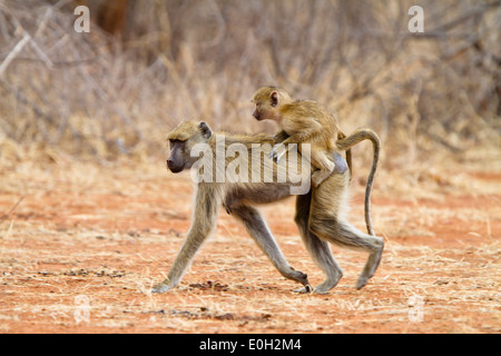 Babouin jaune avec bébé, Papio cynocephalus, lac Tanganjika, le Ruaha National Park, la Tanzanie, l'Afrique de l'Est, l'Afrique Banque D'Images