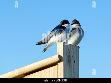 Hirondelle bicolore Tachycineta bicolor, paire, homme femme Banque D'Images