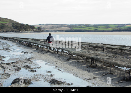 Tim Marshall en regardant les huîtres dans des casiers sur le littoral à Rock à Cornwall Banque D'Images