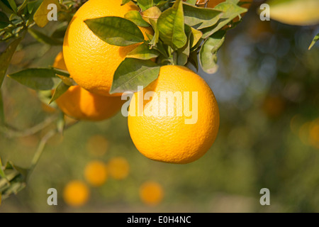 Les oranges Valencia frais croître sur arbre dans le sud de la Californie Banque D'Images