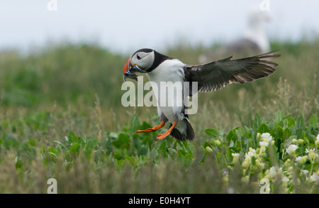 Macareux (Fratercula) entrant à terre pris sur les îles Farne dans le Northumberland Banque D'Images
