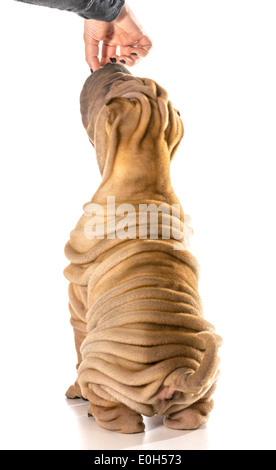 Chien - Shar Pei chinois mendicité Mendier de la nourriture isolé sur fond blanc Banque D'Images