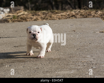 Chiot bouledogue anglais tournant à l'extérieur - 6 semaines Banque D'Images