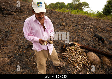 Province de Coclé, République du Panama, 13th mai 2014. Cleofer Martinez, 53 ans, plante yuca, Manihot esculenta, un jour pluvieux dans l'intérieur de la province de Coclé, République du Panama. D'abord lui et sa famille ont coupé les arbres et la brousse, puis ils brûlent, et enfin ils plantent des graines pour cultiver le yucca, le maïs, et le riz sur leur terre. Le début de la saison des pluies, normalement en avril ou en mai, est le meilleur moment pour mettre des graines dans le sol. Il détient des branches de la plantation de yuca de l'année dernière et elles deviennent la plantation de cette année après quelques mois dans le sol. Banque D'Images