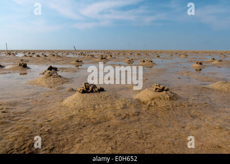 Sandy Platin avec coup Lug Fèces, Arenicola marina Banque D'Images