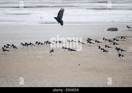 Corneille et de repos, de l'Huîtrier pie Haematopus ostralegus, Corvus corone Banque D'Images