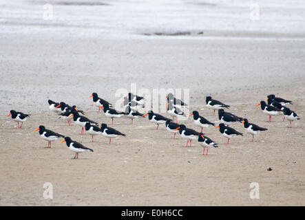 L'Huîtrier pie au repos sur la plage, Haematopus ostralegus Banque D'Images