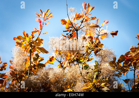 Mélange intéressant d'automne couleur sur un cotinus arbre portant semence chefs Banque D'Images