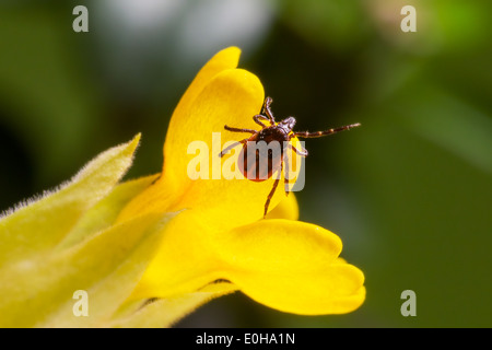 La tique Ixodes persulcatus taïga() Banque D'Images