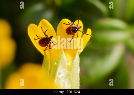 La tique Ixodes persulcatus taïga() Banque D'Images