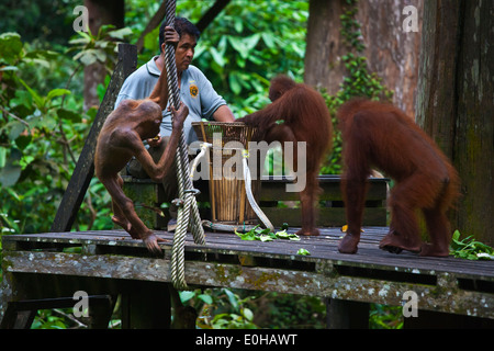 Les orangs-outans sont nourris au centre de réhabilitation des Orang-outans de Sepilok dans la forêt de Sepilok Kabili - Bornéo Banque D'Images