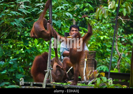 Les orangs-outans sont nourris au centre de réhabilitation des Orang-outans de Sepilok dans la forêt de Sepilok Kabili - Bornéo Banque D'Images