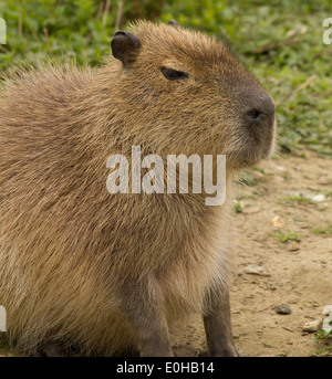Seul / seul assis capybara Banque D'Images