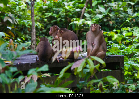 Les macaques à queue de souche sont nourris au centre de réhabilitation des Orang-outans de Sepilok dans la forêt de Sepilok Kabili - Bornéo Banque D'Images