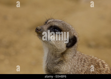 Meerkat on guard Banque D'Images