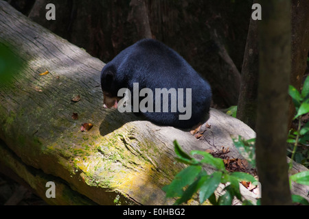 Un ours (Helarctos malayanus) au Centre de conservation des ours malais situé près de Sandakan dans - LA MALAISIE, Bornéo Banque D'Images