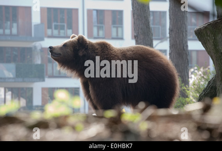 Gros ours brun debout sur les maisons de ville historique Banque D'Images