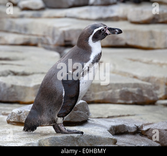 Petit pingouin avec aile annelés vue rapprochée sur le fond de l'eau Banque D'Images