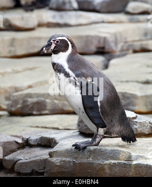 Petit pingouin avec aile annelés pleine longueur permanent vue côté gros plan sur fond de roches en pierre Banque D'Images