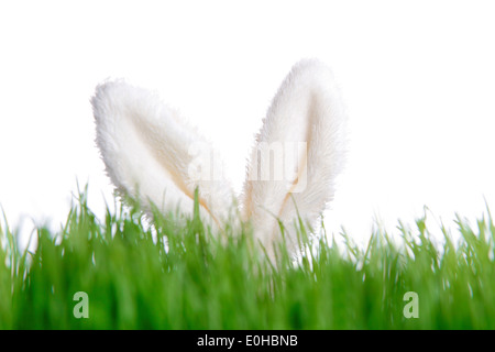 Lapin de Pâques en peluche derrière Green grass Banque D'Images