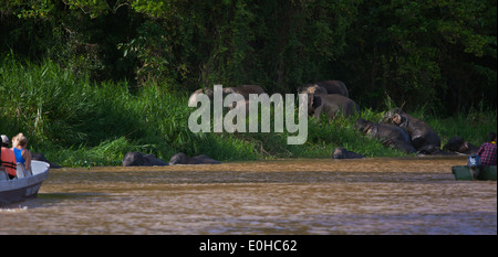 Les touristes voir les éléphants pygmées de Bornéo dans la rivière KINABATANGAN Wildlife Sanctuary - Bornéo Banque D'Images