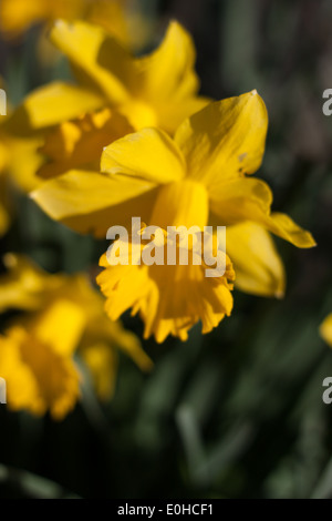 Jonquille jaune sur le soleil Banque D'Images