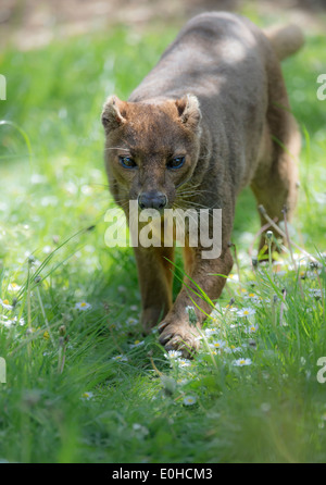 Fossa mâle marcher sur l'herbe vers la caméra Banque D'Images