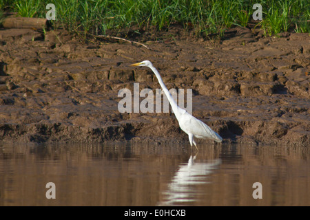 Une grande aigrette (Ardea alba) chasse le long des berges de la rivière KINABATANGAN Wildlife Sanctuary - SABAH, Bornéo Banque D'Images