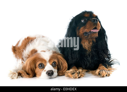 Deux cavalier king charles in front of white background Banque D'Images