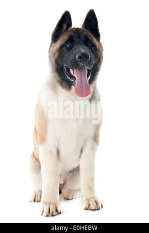 Chiot Akita américain in front of white background Banque D'Images