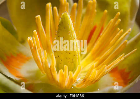 Tulipier américain (Liriodendron tulipifera) fleur, Lilburn, Géorgie, USA Banque D'Images