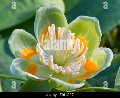 Tulipier américain (Liriodendron tulipifera) fleur, Lilburn, Géorgie, USA Banque D'Images