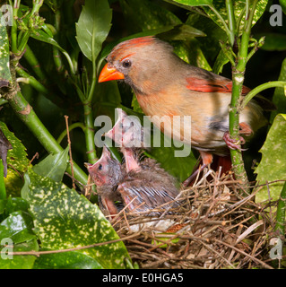 Femelle cardinal du nord (Cardinalis cardinalis) près du nid avec des nids, Géorgie, États-Unis Banque D'Images