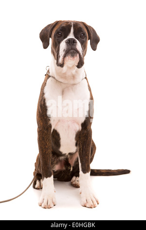 Un jeune et beau chiot boxer, isolé sur fond blanc Banque D'Images