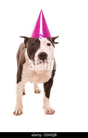 American Staffordshire Terrier bébé portant un chapeau de fête Banque D'Images