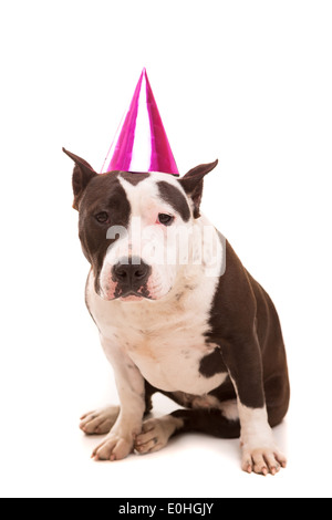 American Staffordshire Terrier bébé portant un chapeau de fête Banque D'Images