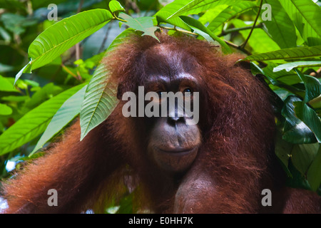 Un orang-outan (Pongo pygmaeus) au centre de réhabilitation des Orang-outans de Sepilok dans la forêt près de Sepilok Kabili - BORNEO Sandakan Banque D'Images