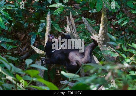 Un ours (Helarctos malayanus) au Centre de conservation des ours malais situé près de Sandakan dans - LA MALAISIE, Bornéo Banque D'Images