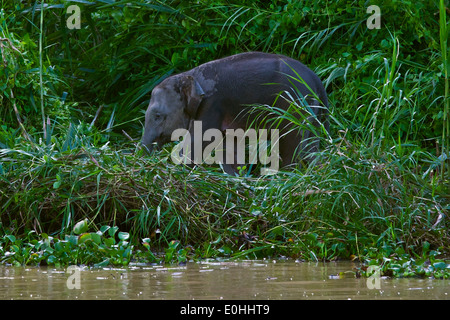 Un bébé éléphant (Elephas maximus borneensis) parcourt le long de la rivière KINABATANGAN Wildlife Sanctuary - SABAH, Bornéo Banque D'Images