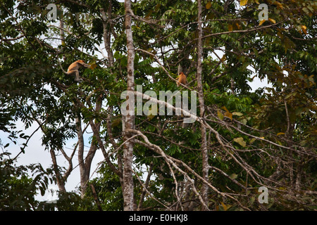 Un homme Narsalis narvatus (SINGE PROBOSCIS) saute d'un arbre dans la rivière KINABATANGAN WILDLIFE SANCTUARU - SABAH, Bornéo Banque D'Images