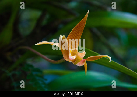 Une orchidée en fleur au JARDIN BOTANIQUE DANS LE PARC NATIONAL DE KINABALU qui est un site du patrimoine mondial - SABAH, Bornéo Banque D'Images