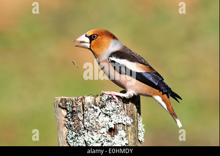 Kernbeißer (Coccothraustes coccothraustes Hawfinch) • Ostalbkreis, Bade-Wurtemberg, Allemagne Banque D'Images