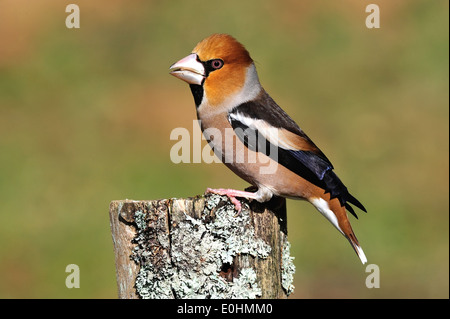 Kernbeißer (Coccothraustes coccothraustes Hawfinch) • Ostalbkreis, Bade-Wurtemberg, Allemagne Banque D'Images