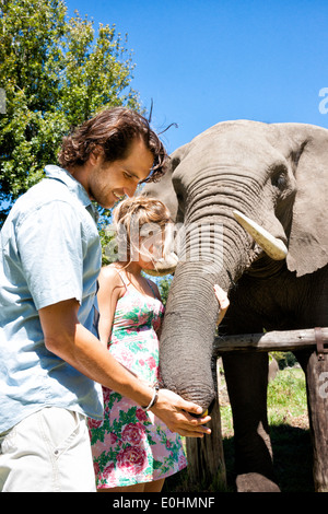 Couple heureux en début des années 20 l'alimentation d'un éléphant africain, Botlierskop Game Reserve, Mosselbay, Afrique du Sud Banque D'Images