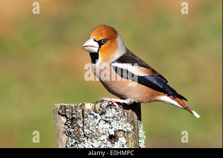 Kernbeißer (Coccothraustes coccothraustes Hawfinch) • Ostalbkreis, Bade-Wurtemberg, Allemagne Banque D'Images
