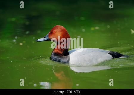 Fuligule Milouin (Aythya ferina), homme, France Banque D'Images