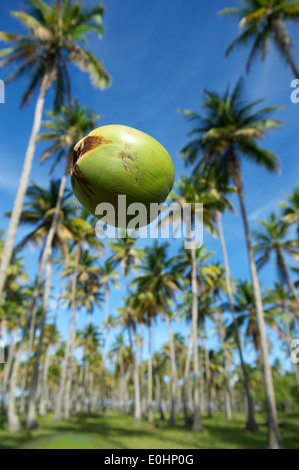 Coconut grove de la chute d'un cocotier vert grands arbres dans les ciel brésilien sur la côte de coco dans le Nordeste Brasil Banque D'Images