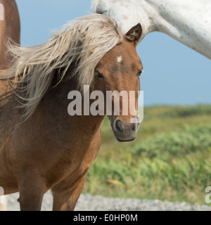 Close-up of horses, Bonavista, péninsule de Bonavista, Terre-Neuve et Labrador, Canada Banque D'Images